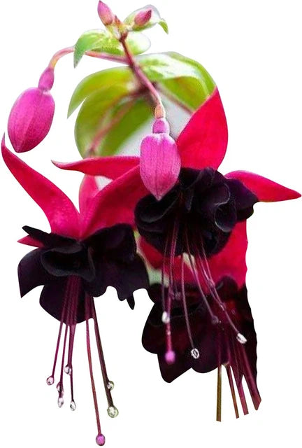 Black Pink Fuchsia Flower seeds for Planting - Garden Favorite, Heirloom & GMO Free Seeds for Home Garden