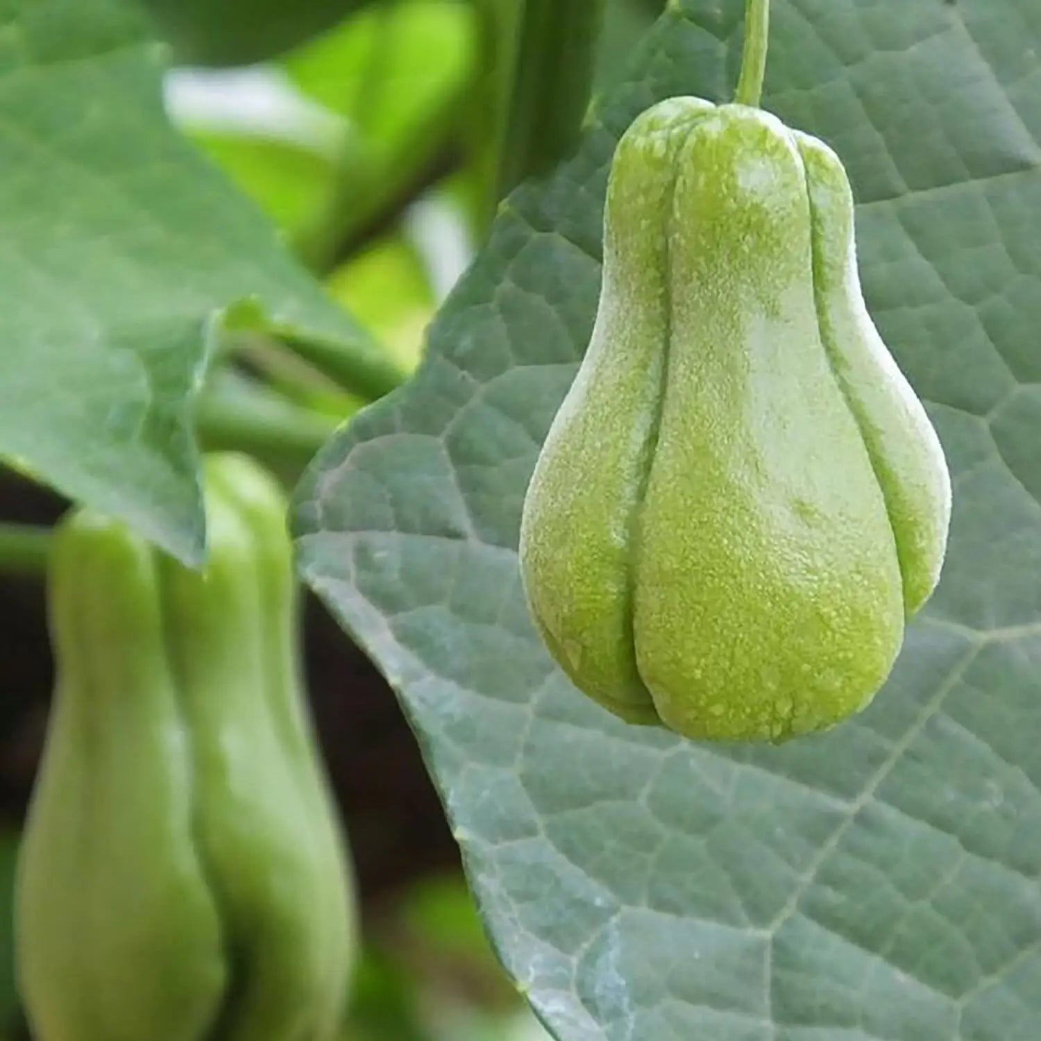 Heirloom Chayote plant growing on a garden trellis with green vines.