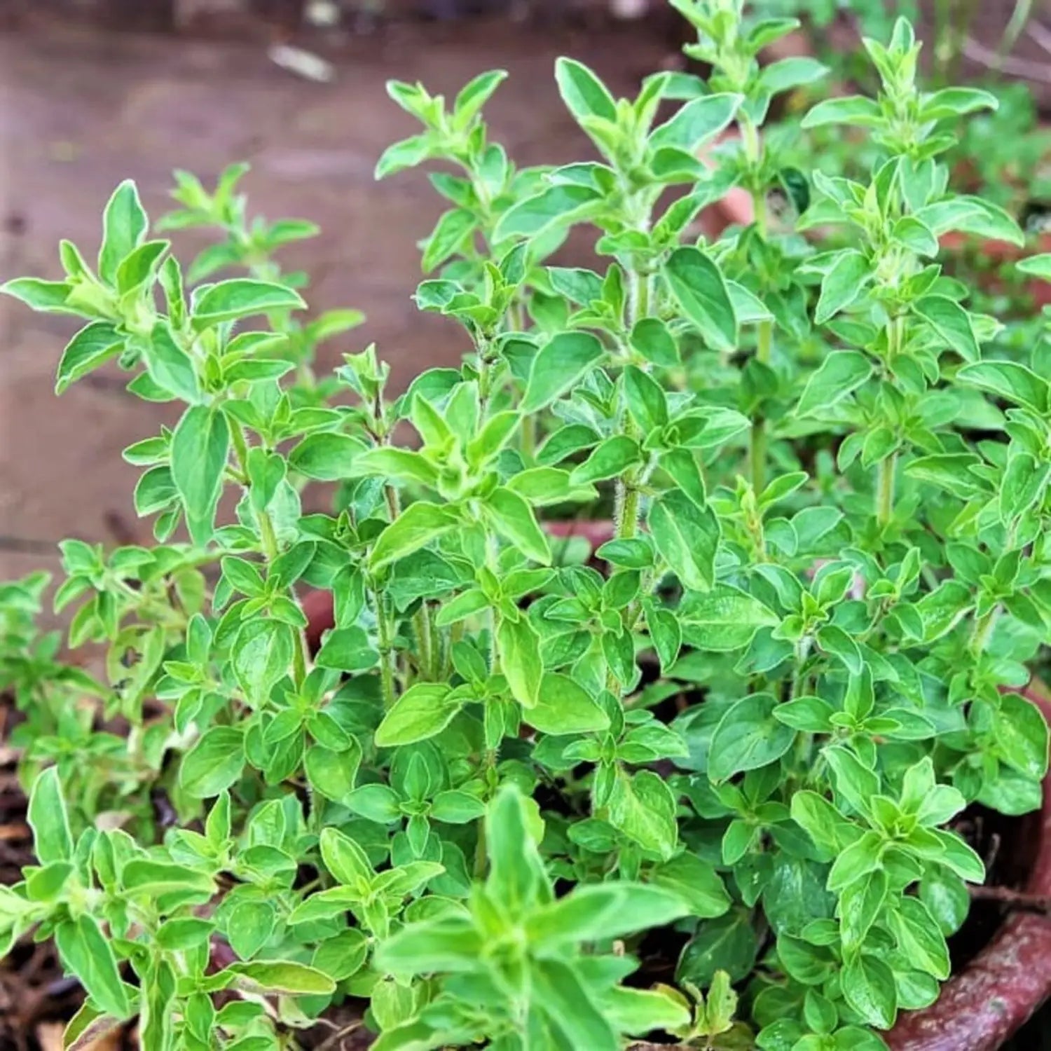 Greek Oregano Herb Seeds for Herb Gardens, Containers & Raised Beds
