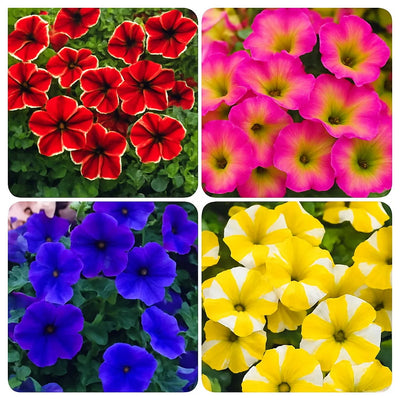 100 Pcs