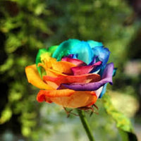 Pale Pink Rainbow Rose Flower Seeds for Planting Colorful Display Heirloom & GMO Free Seeds for Home Garden
 
 Sale