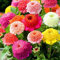 Zinnia Scabiosa Flowered Mix blooming in vibrant colors in a sunny garden.