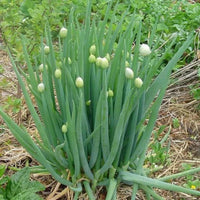 Close-up of Welsh onion plants with upright green leaves.
