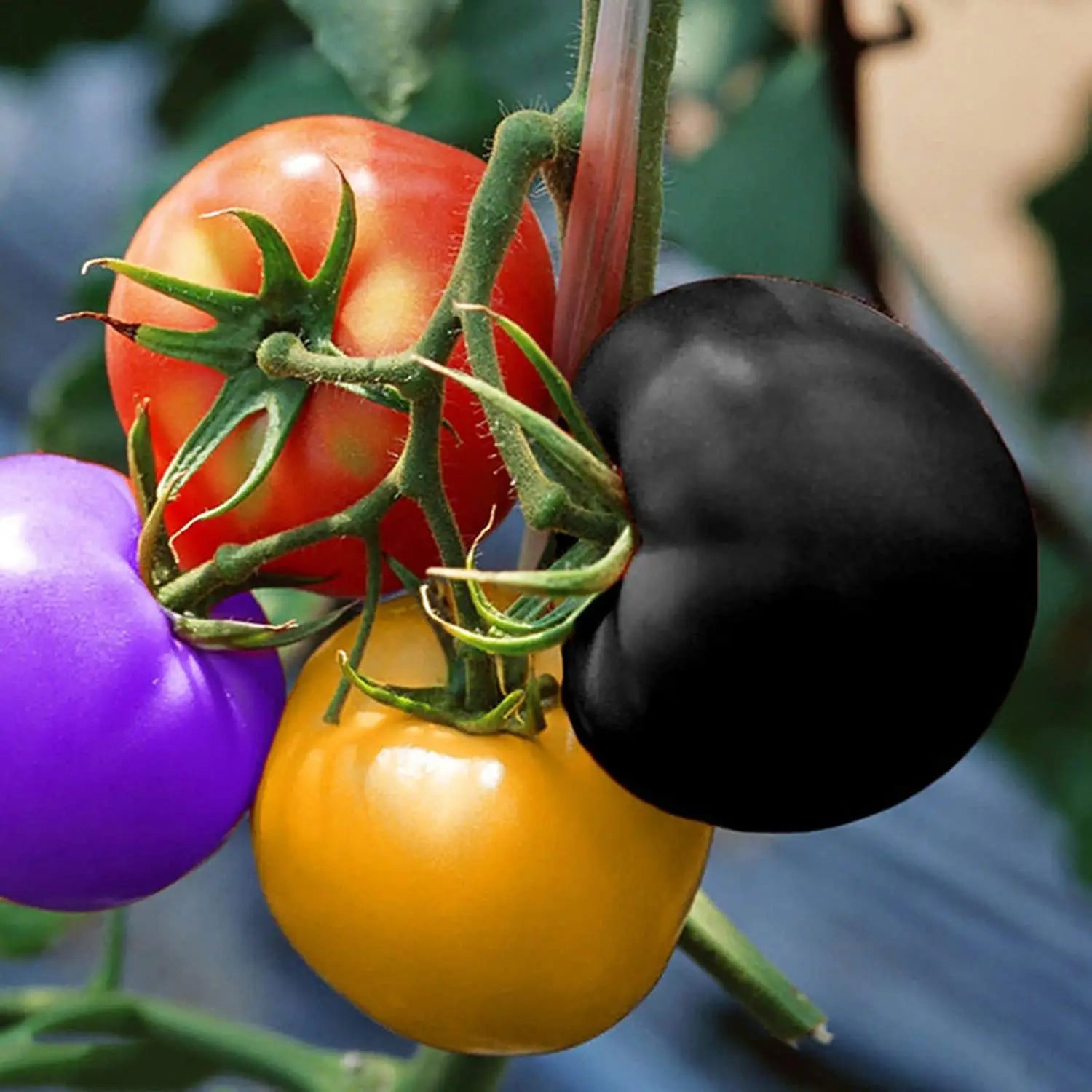 Colorful heirloom tomato seed mix suitable for home gardens and raised beds.