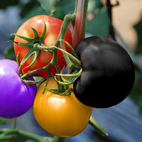 Colorful heirloom tomato seed mix suitable for home gardens and raised beds.