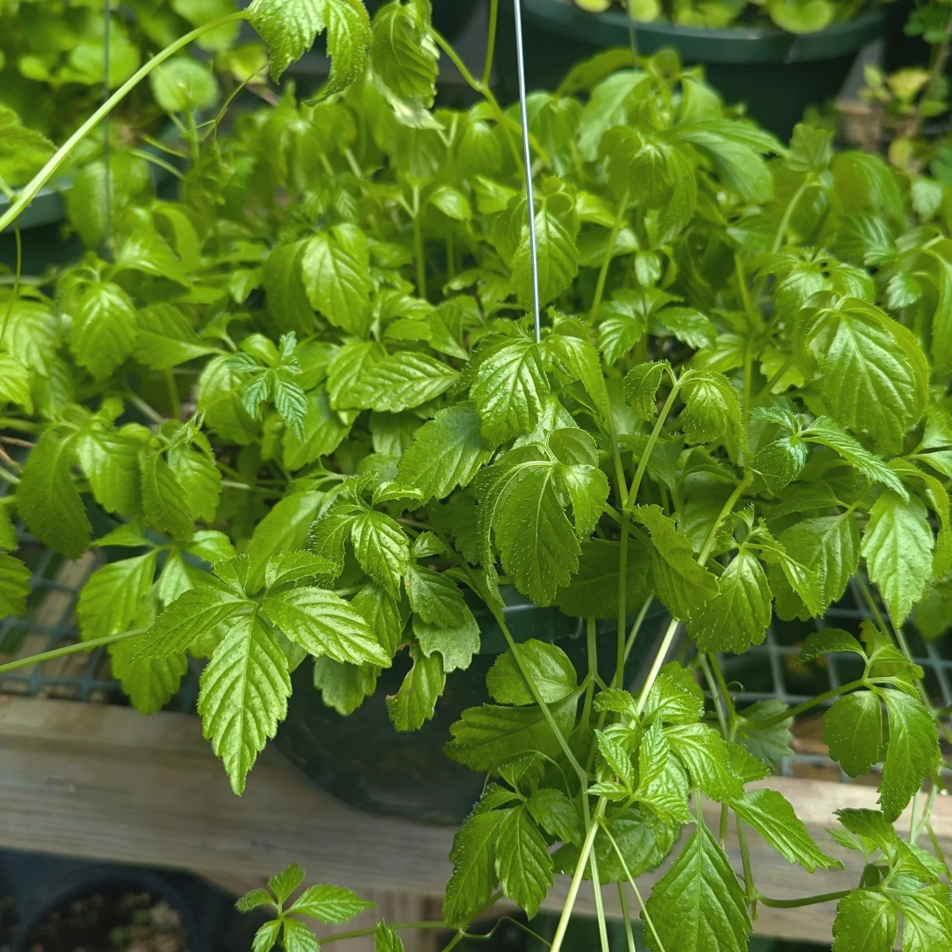 Healthy Gynostemma Pentaphyllum climbing herb with vibrant green leaves