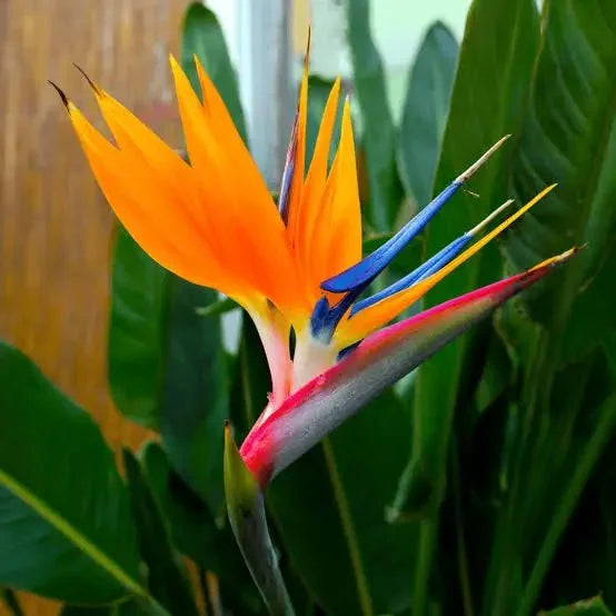 Bird of Paradise Flower seeds for Planting Cottage Garden Essential Heirloom & GMO Free Seeds for Home Garden