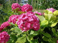 Deep Pink Hydrangea Flower seeds for Planting - Perfect for Borders, Heirloom & GMO Free Seeds for Home Garden