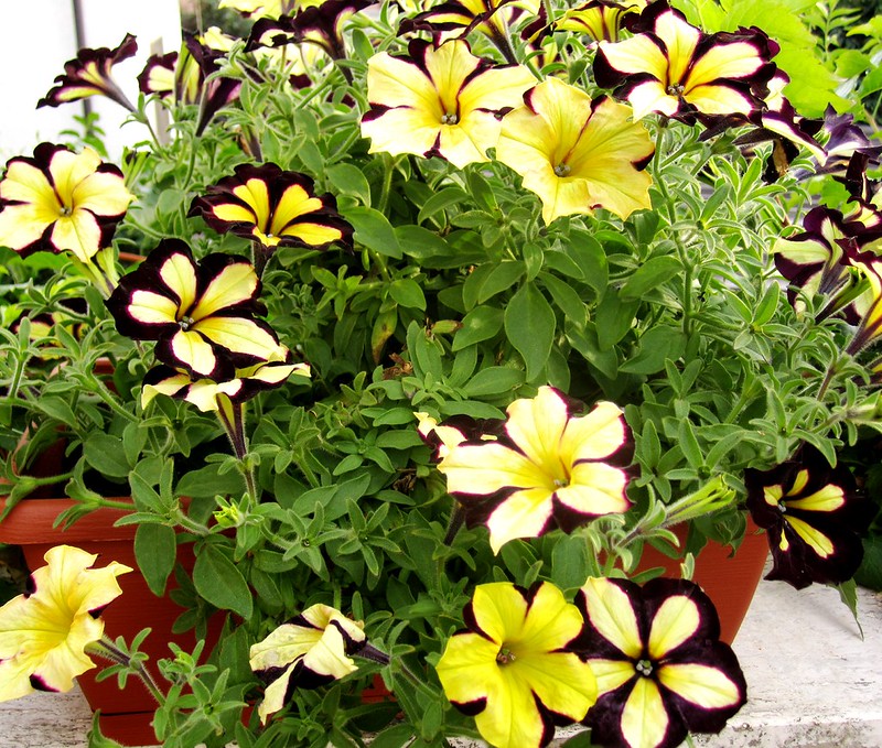 Pelletta Petunia Semi Ultra Semi Plum Vertical Seeds