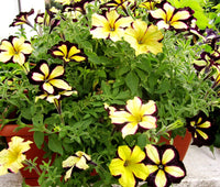 Pelletta Petunia Semi Ultra Semi Plum Vertical Seeds