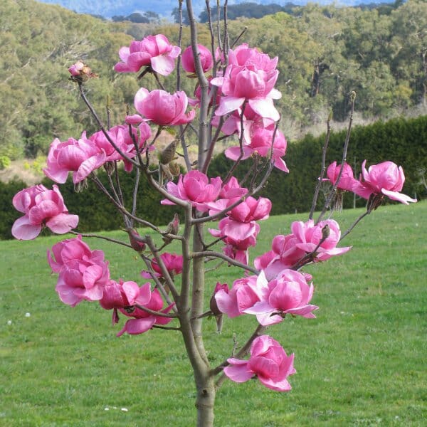 Northern Magnolia Tree Seeds – Evergreen Fragrant Blooms for Garden & Landscape Planting
