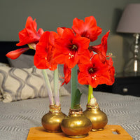 Red Base Waxed Amaryllis Bulb for Indoor Decorative Floral Display