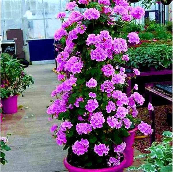 Mixed Climbing Geranium Seeds for Planting, Heirloom Non-GMO Flowers for Home Garden