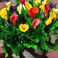 Calla Lily Bulbs | Variegated Foliage Perennial Flowers for Shade Gardens