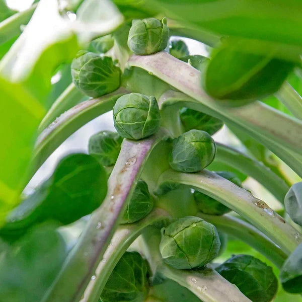 Brussels Sprout Trafalgar growing in a sunny vegetable garden.
