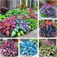 Hosta bulb mix growing in a shaded outdoor garden