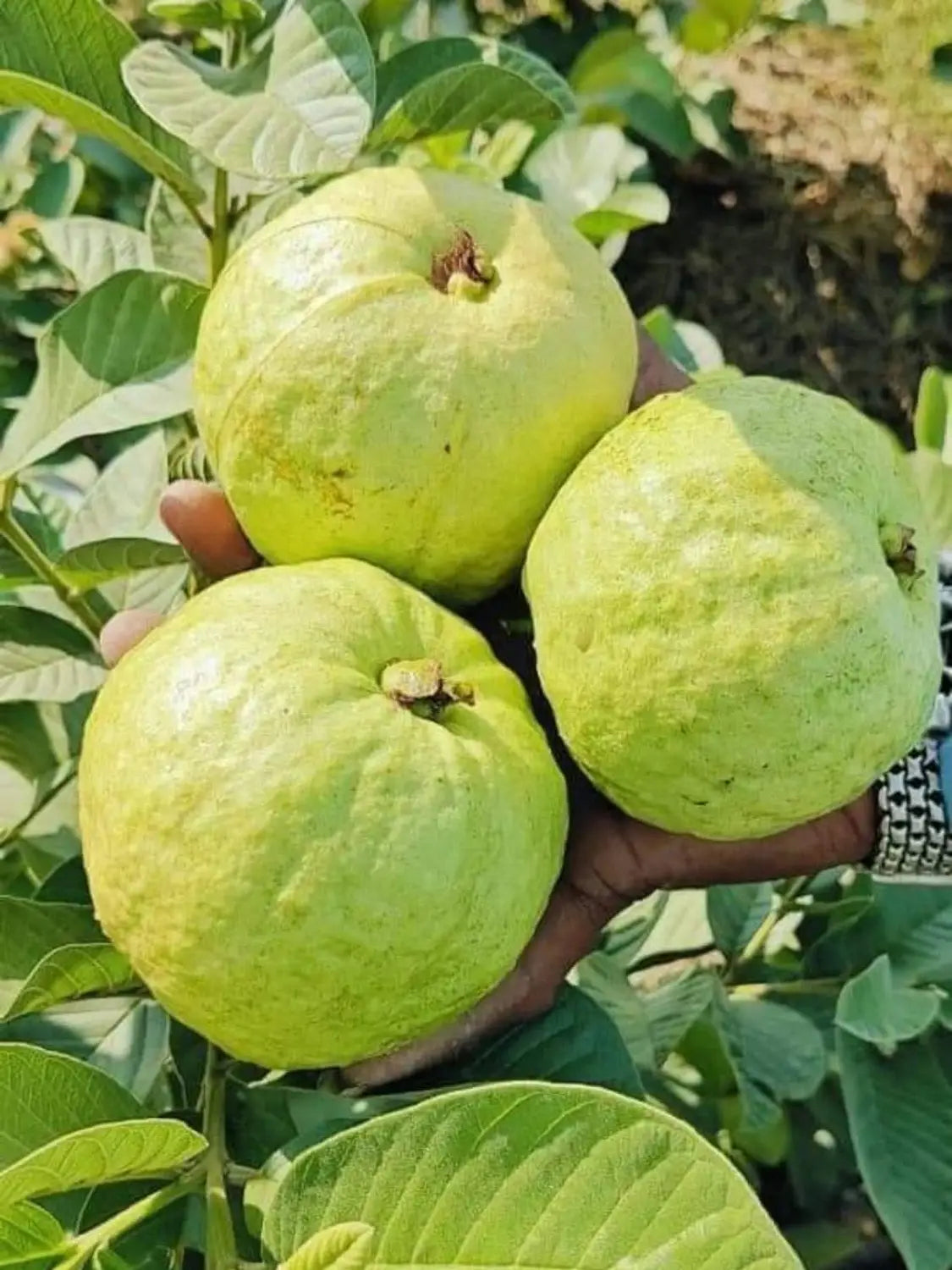 Guava tree with lush foliage and developing fruits in a garden setting.
