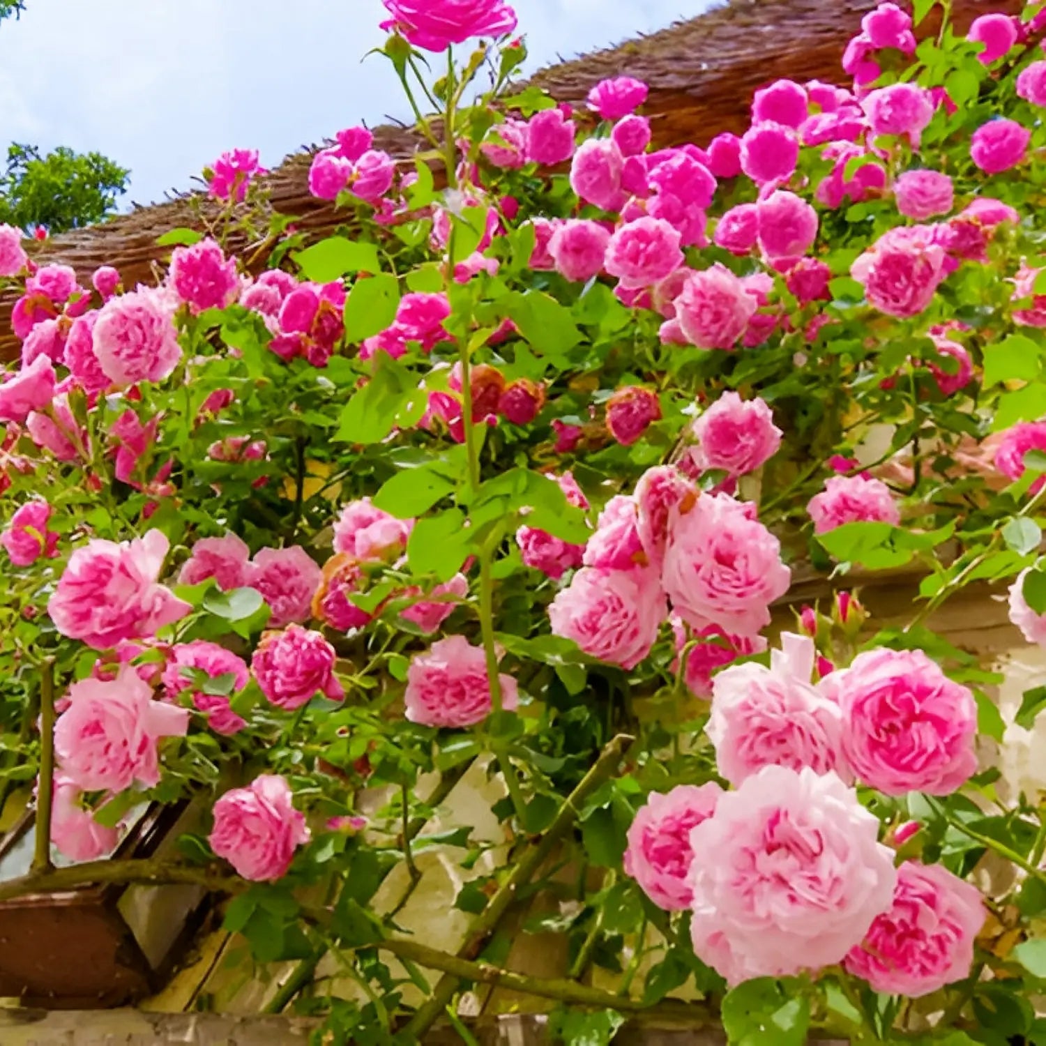 Mixed Climbing Rose Rosa spp Flower Seeds for Planting in Flower Bed