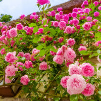 Mixed Climbing Rose Rosa spp Flower Seeds for Planting in Flower Bed