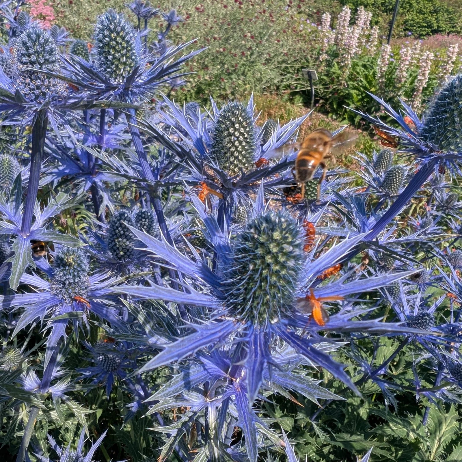 Blue Eryngo Sea Holly Seeds for Planting | Unique Drought-Tolerant Flower Seeds