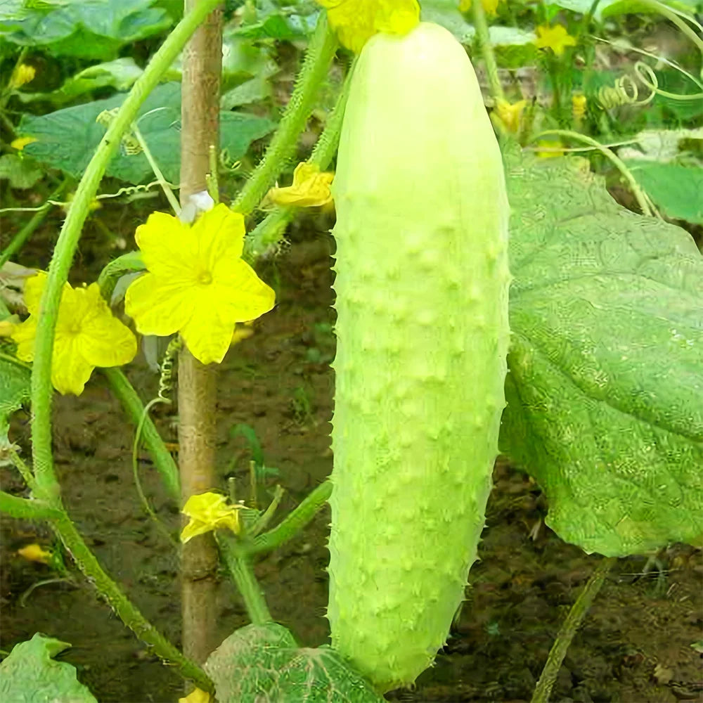 Cucumis sativus White Wonder cucumber variety growing on healthy garden vines