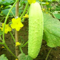 Cucumis sativus White Wonder cucumber variety growing on healthy garden vines