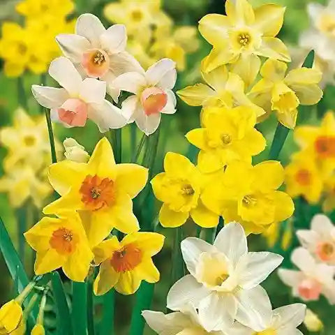Daffodil bulb mix planted in an outdoor garden bed