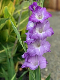 Blue White Gladiolus Flower Seeds for Planting Seasonal Bloomer Heirloom & GMO Free Seeds for Home Garden
 
 Sale