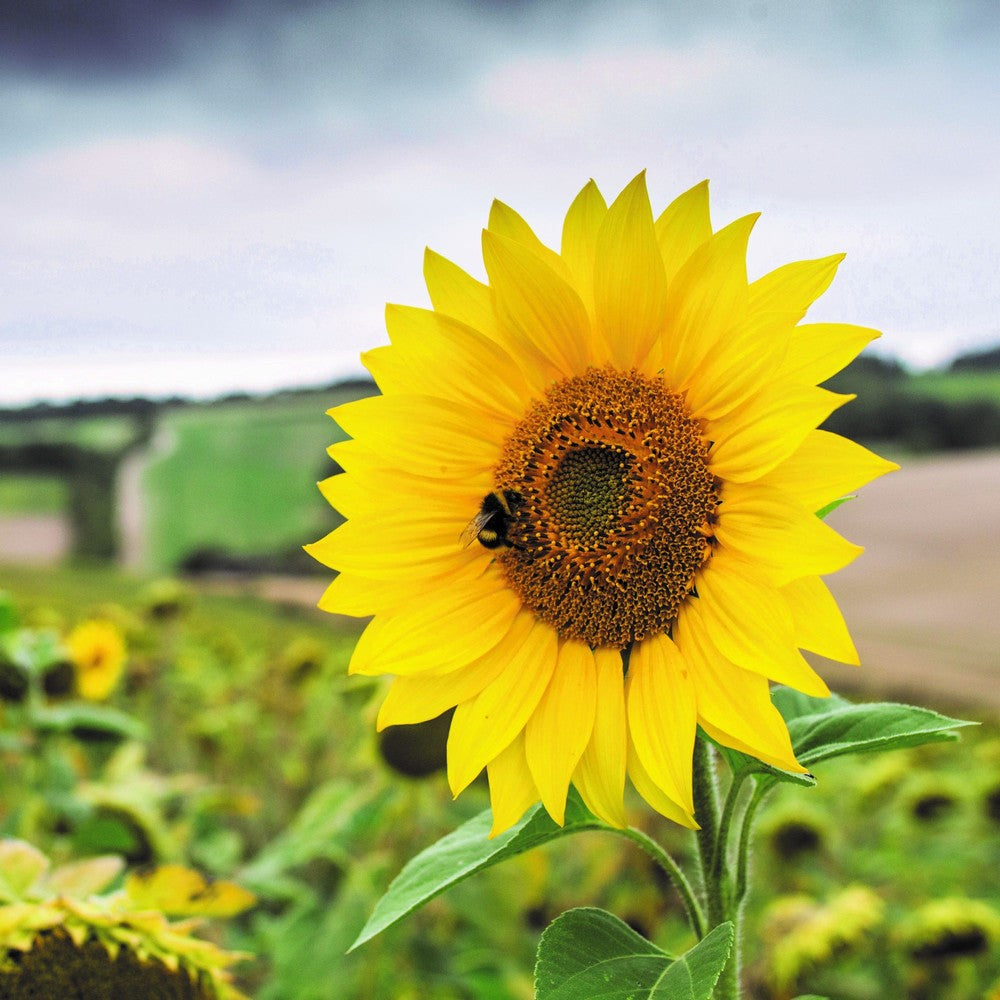 Giant Yellow Sunflower Seeds for Planting