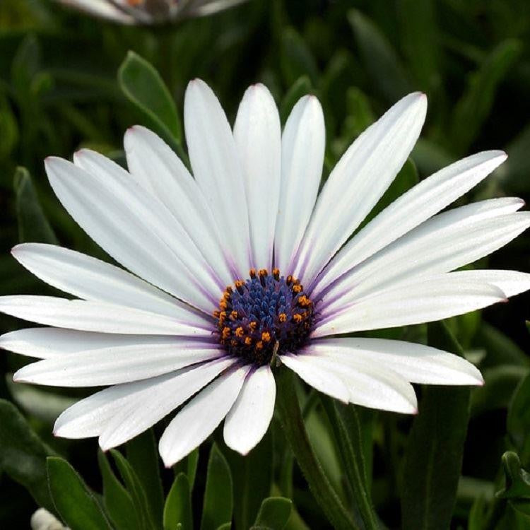 White Osteospermum Flower seeds for Planting - Bright Blooms, Heirloom & GMO Free Seeds for Home Garden