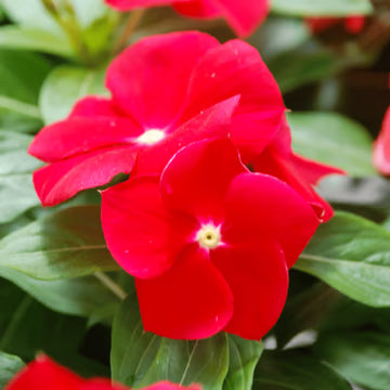Red Periwinkle Vinca Flower Seeds for Planting Sun Loving Heirloom & GMO Free Seeds for Home Garden
 
 Sale