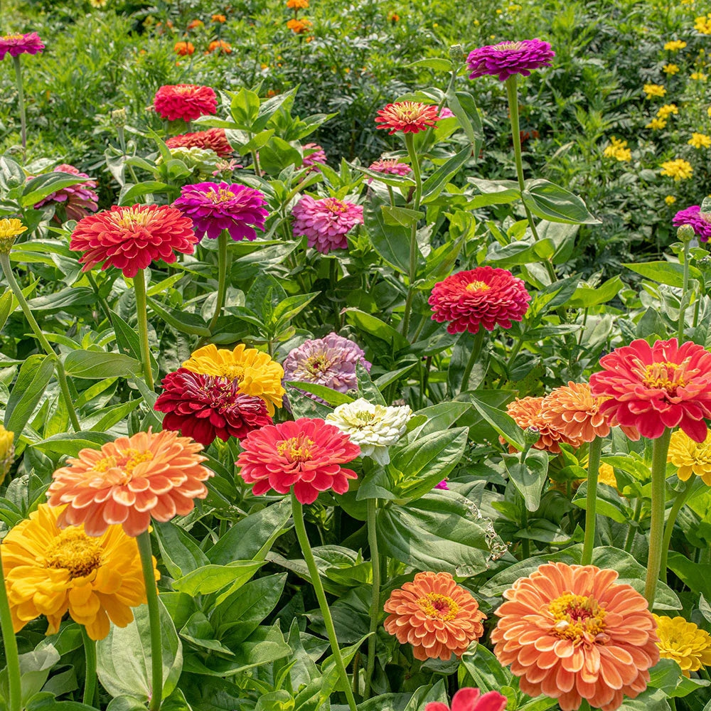 California Giant Zinnia Seeds for Huge, Colorful Zinnia Blooms