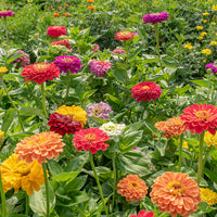 California Giant Zinnia Seeds for Huge, Colorful Zinnia Blooms
