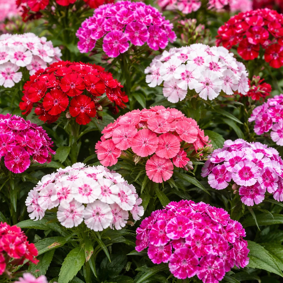 Pink Double-Flowered Dianthus Seeds for Easy Planting