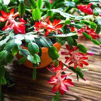 Deep Red Schlumbergera Flower seeds for Planting - Premium Quality, Heirloom & GMO Free Seeds for Home Garden