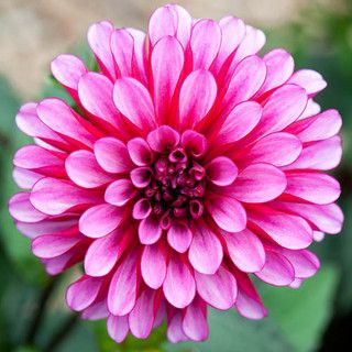 Ruby Pink Dahlia Flower Seeds for Planting Wildflower Mix Heirloom & GMO Free Seeds for Home Garden
 
 Sale