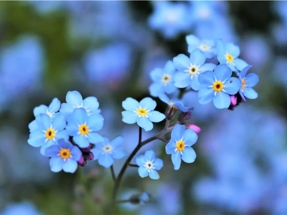 Bulk Forget-Me-Not Flower seeds for Planting - Bright Blooms, Heirloom & GMO Free Seeds for Home Garden