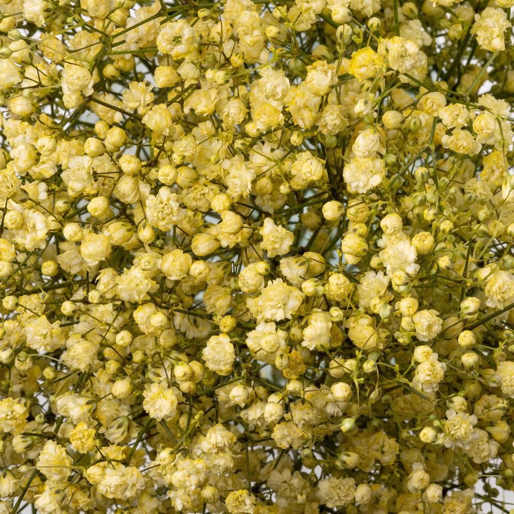 Light Yellow Gypsophila Flower seeds for Planting - Vibrant Colors, Heirloom & GMO Free Seeds for Home Garden