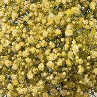 Light Yellow Gypsophila Flower seeds for Planting - Vibrant Colors, Heirloom & GMO Free Seeds for Home Garden