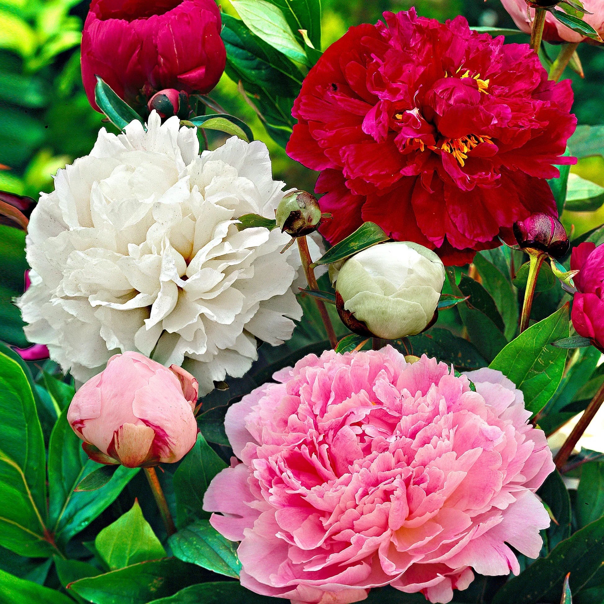 Mixed Peony Jumbo Bulbs for Garden Borders, Flower Beds, Containers & Outdoor Landscapes