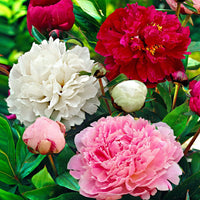 Mixed Peony Jumbo Bulbs for Garden Borders, Flower Beds, Containers & Outdoor Landscapes