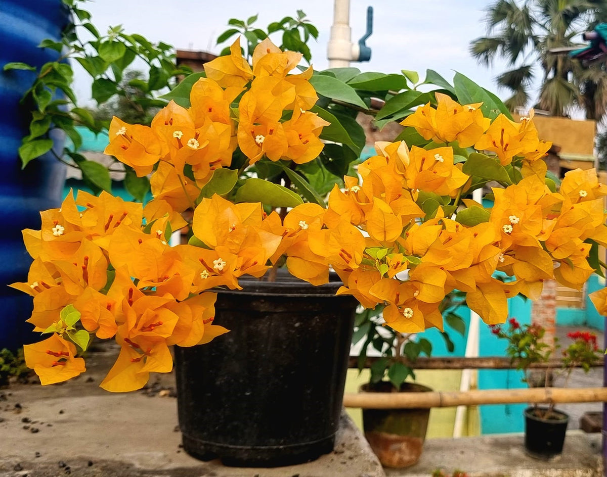 Light (Light Yellow) seeds for planting in home garden