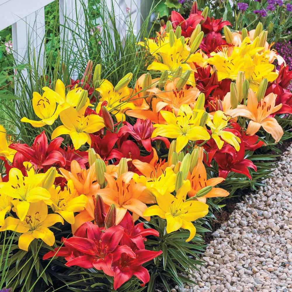 Asiatic Lilies Mix Bulbs for Colorful Garden Borders, Containers & Outdoor Landscapes