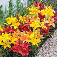 Asiatic Lilies Mix Bulbs for Colorful Garden Borders, Containers & Outdoor Landscapes