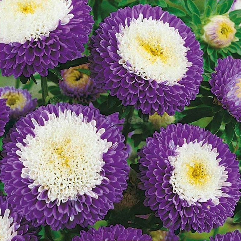 Blue White Aster Flower Seeds for Planting Vibrant Colors Heirloom & GMO Free Seeds for Home Garden
 
 Sale