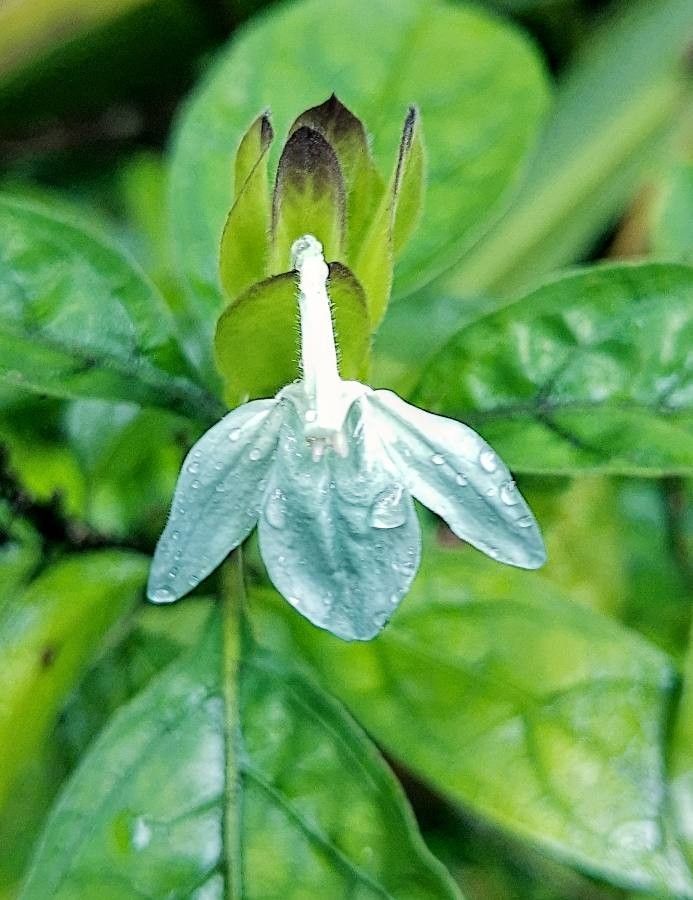 Ecbolium Viride Flower Seeds for Planting