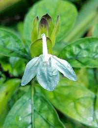 Blue Ecbolium Viride Flower seeds for Planting Seasonal Bloomer Heirloom & GMO Free Seeds for Home Garden 
 
 Sale