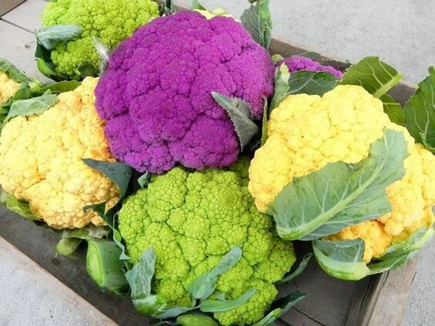 Mixed Color Cauliflower Vegetable Seeds for Home Garden Planting