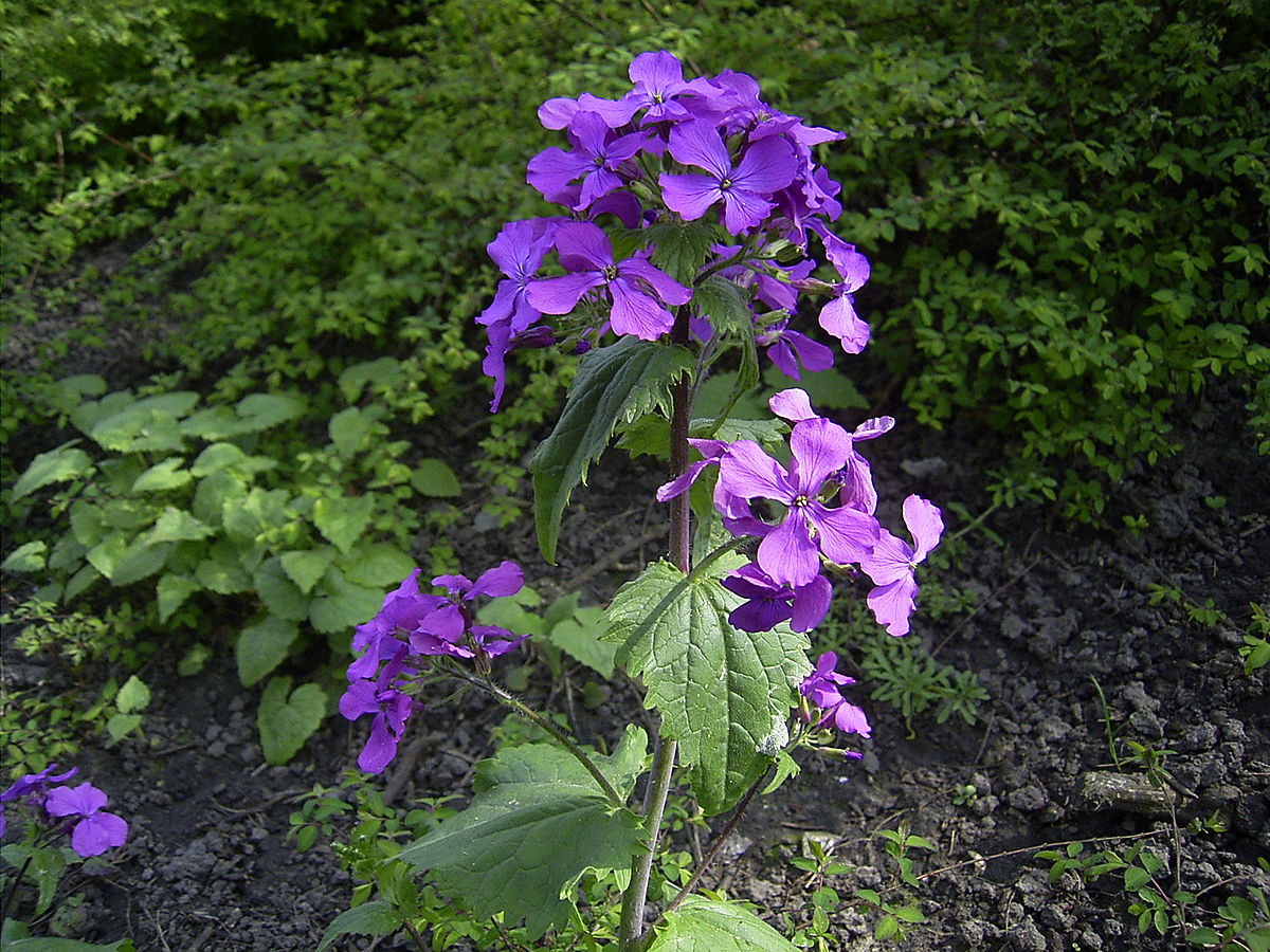 Honesty (Honesty Flower) seeds for planting in home garden
