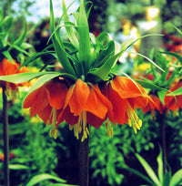 Fritillaria Flower seeds for Planting Cut Flower Favorite Heirloom & GMO Free Seeds for Home Garden 
 
 Sale